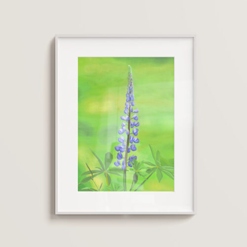 Lupine Blossoms