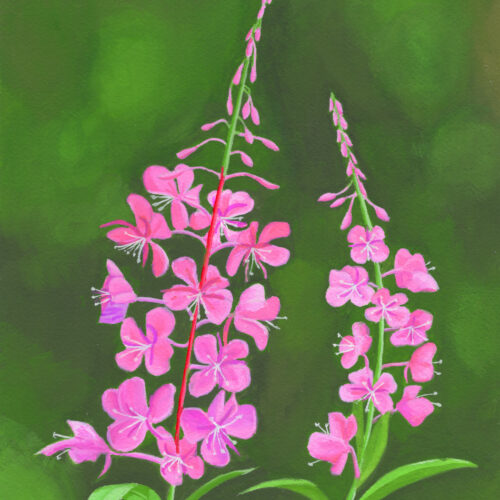 Fireweed In Bloom