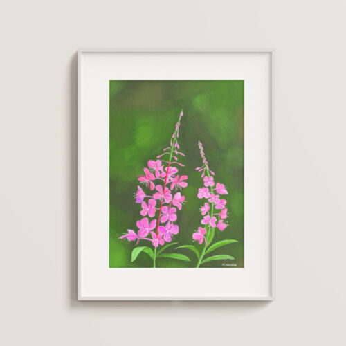 Fireweed in Bloom