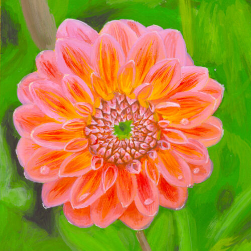 Dahlia Delight Closeup
