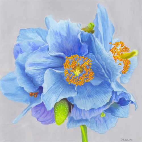 Himalayan-Poppy-preview