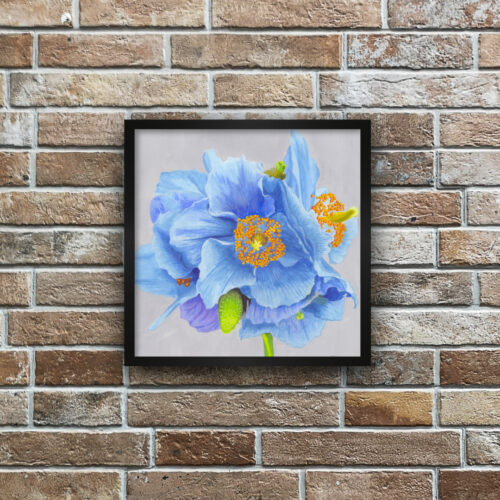 Himalayan-Poppy-square-bricks