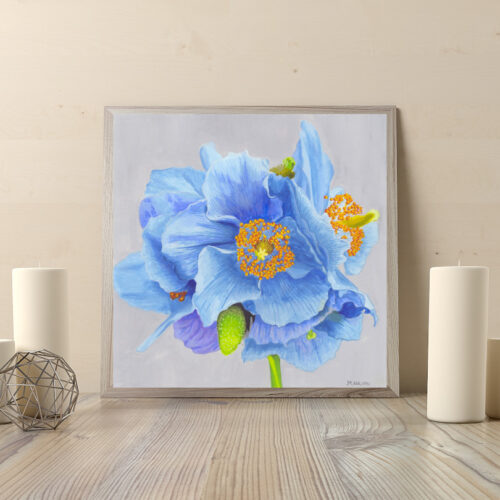Himalayan-Poppy-square-candles
